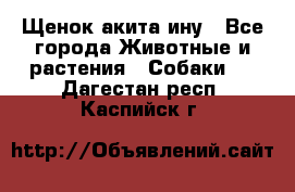 Щенок акита ину - Все города Животные и растения » Собаки   . Дагестан респ.,Каспийск г.